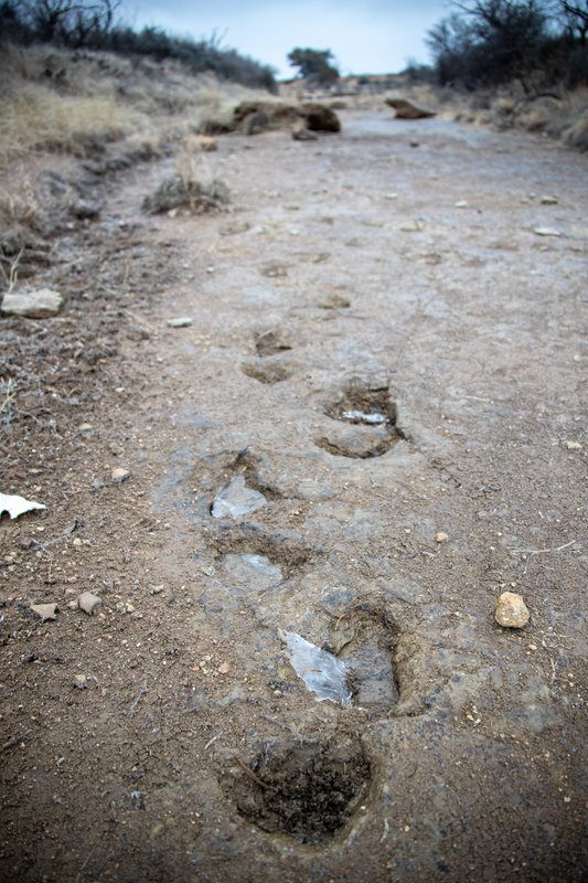 Dinosaur tracks at San Angelo State Park