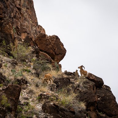 An aoudad watches hikers from its rocky perch