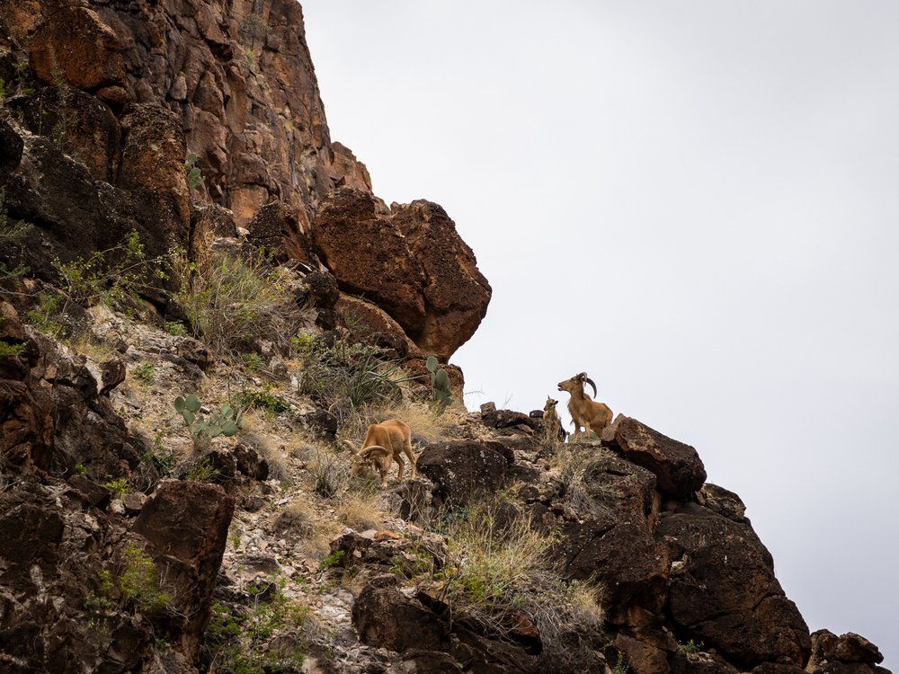 An aoudad watches hikers from its rocky perch