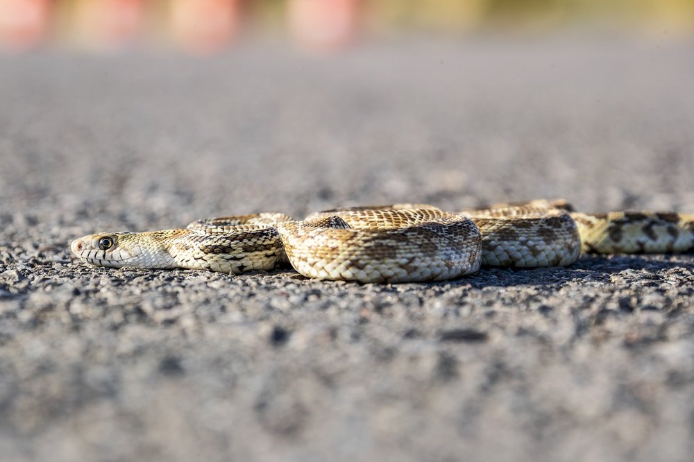 A rattlesnake slithers across the pavement