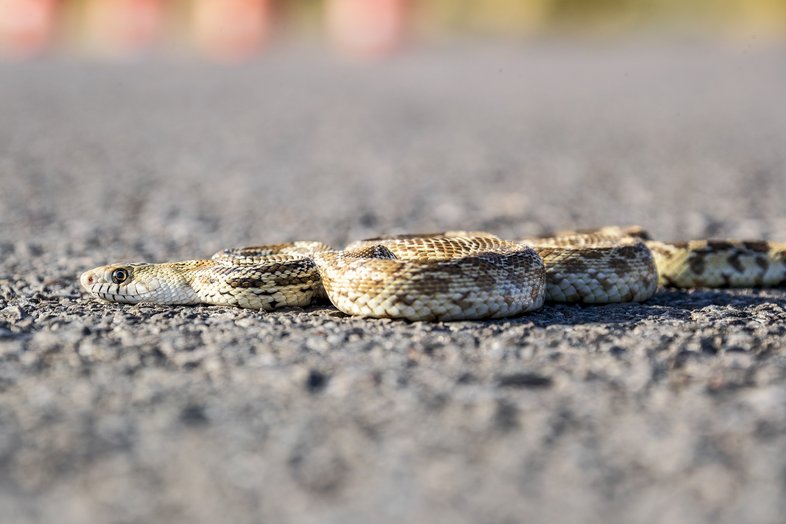 A rattlesnake slithers across the pavement