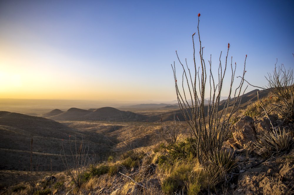 An ocotillo cactus climbs skyward against the rugged backdrop of the Franklin Mountains scenic overlook at sunset