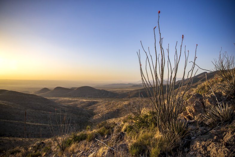 An ocotillo cactus climbs skyward against the rugged backdrop of the Franklin Mountains scenic overlook at sunset