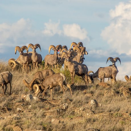 A large group of bighorn sheep graze together in the rocky grasslands of Elephant Mountain