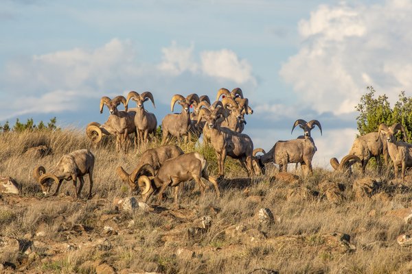 A large group of bighorn sheep graze together in the rocky grasslands of Elephant Mountain