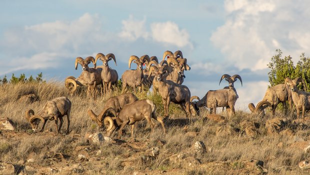 A large group of bighorn sheep graze together in the rocky grasslands of Elephant Mountain