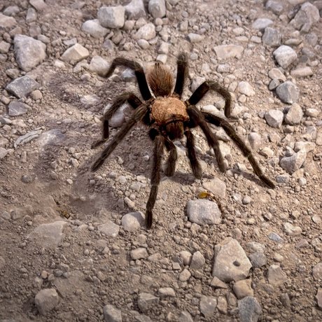 a large tarantula crawls across the rocky ground