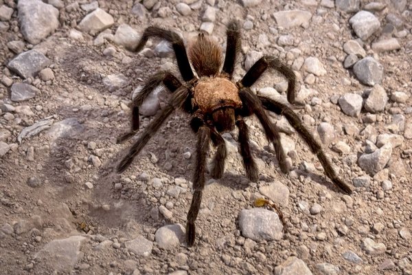 a large tarantula crawls across the rocky ground