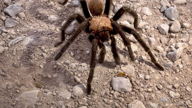 a large tarantula crawls across the rocky ground