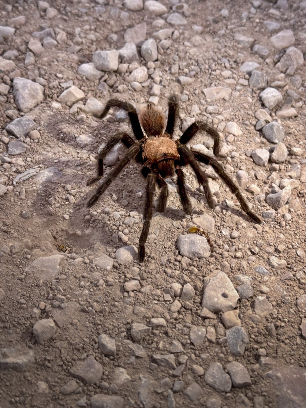 a large tarantula crawls across the rocky ground