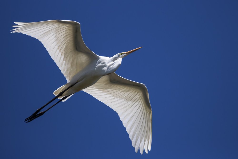 Sun highlights the wing structure of a great egret flying overhead in dark blue sky