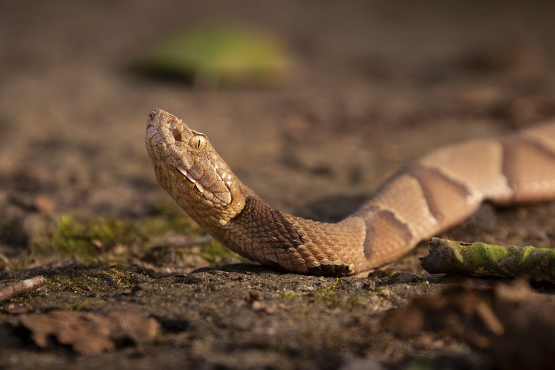 A copperhead snake basks in the late afternoon sun.