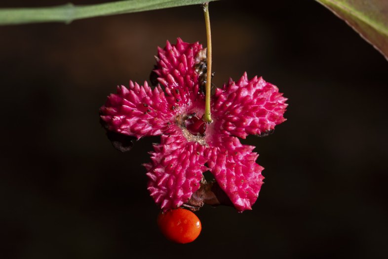 Close up of the fruit of a strawberry bush
