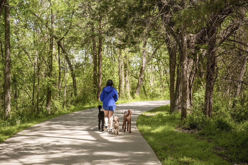 Woman walking dogs on paved The Loop trail in Dallas area neighborhood