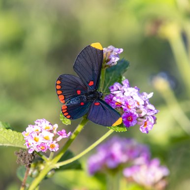 A red bordered pixie butterfly that is black with orange and yellow spots sits on a pink flowering lantana