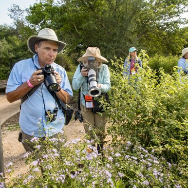 Man and woman with hats and large zoom cameras photographing butterflies on flowering shrub