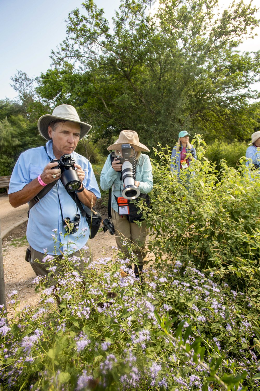 Man and woman with hats and large zoom cameras photographing butterflies on flowering shrub