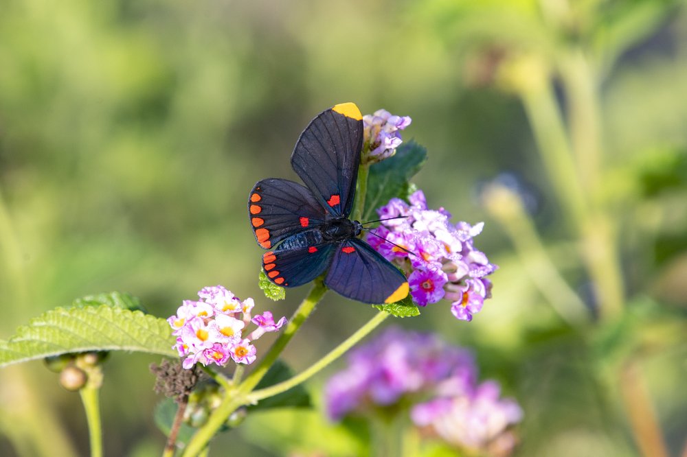 A red bordered pixie butterfly that is black with orange and yellow spots sits on a pink flowering lantana