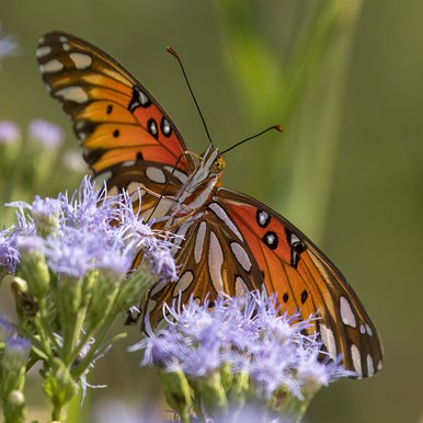 Queen butterfly that is orange with black and white markings sits on purple mist flower.