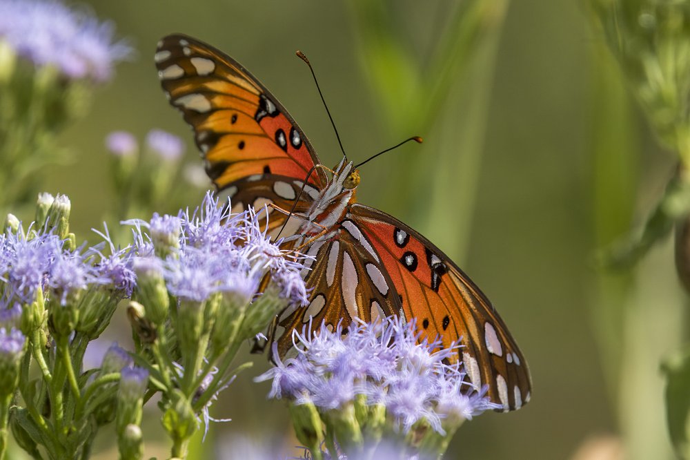 Queen butterfly that is orange with black and white markings sits on purple mist flower.