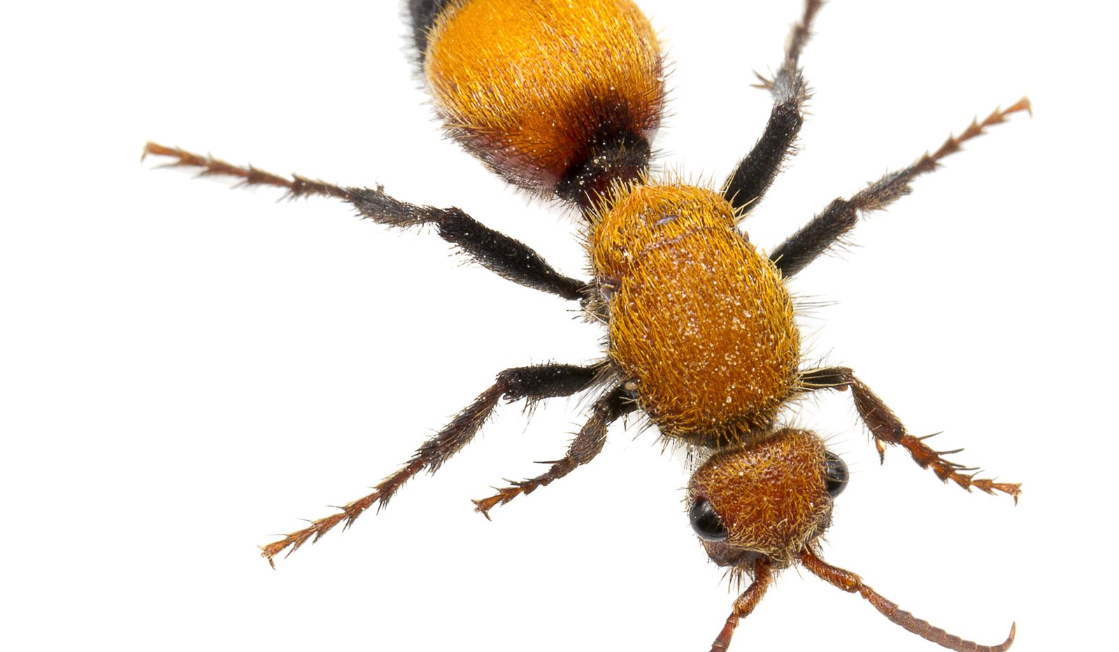 Velvet ant that is orange and black on white background