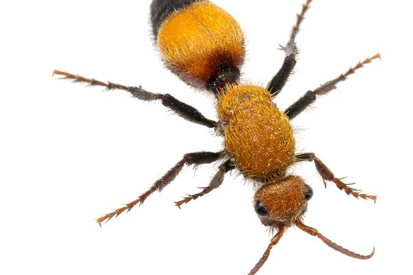 Velvet ant that is orange and black on white background