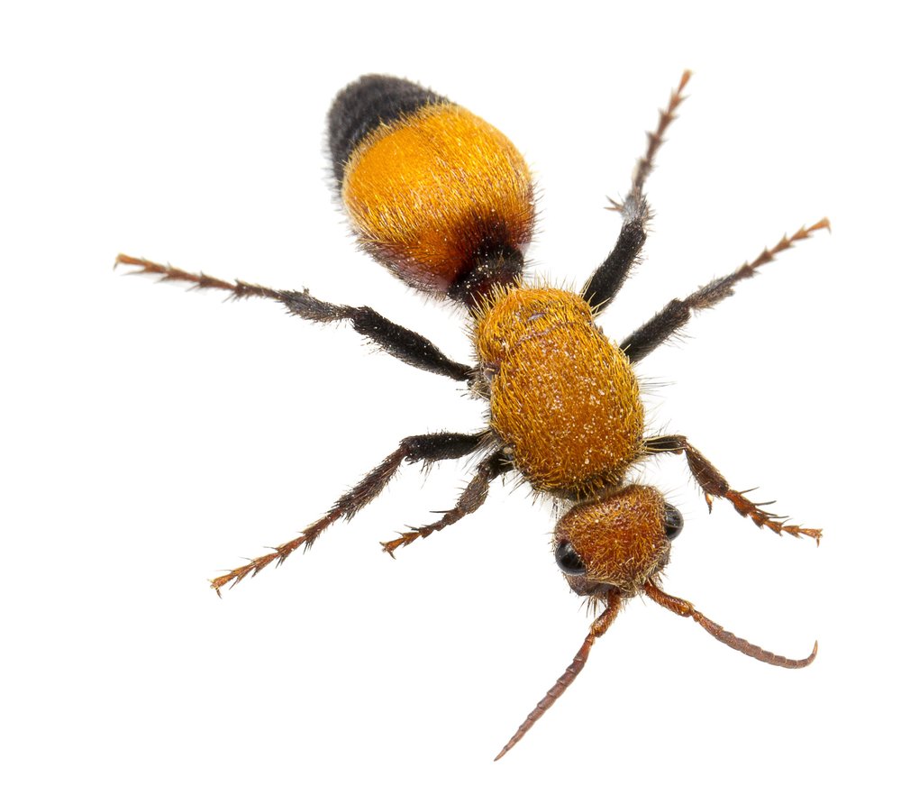 Velvet ant that is orange and black on white background