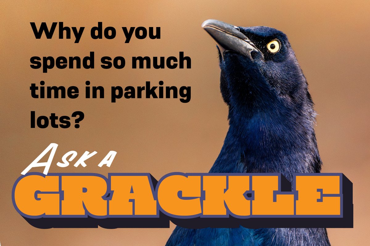Ask a grackle graphic - Why do you spend so much time in parking lots?