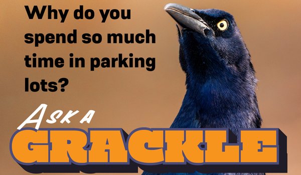 Ask a grackle graphic - Why do you spend so much time in parking lots?
