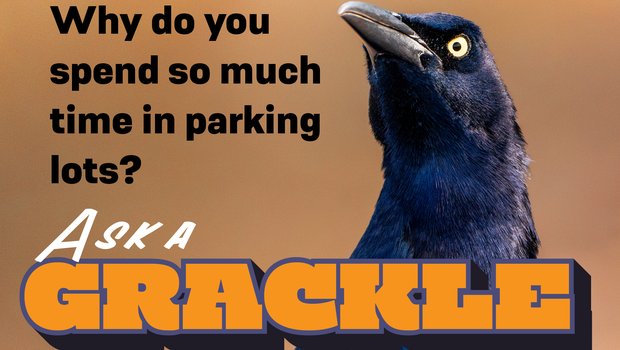 Ask a grackle graphic - Why do you spend so much time in parking lots?