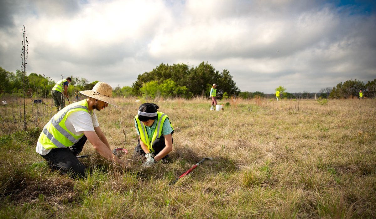 Volunteers digging up native plants for rescue.