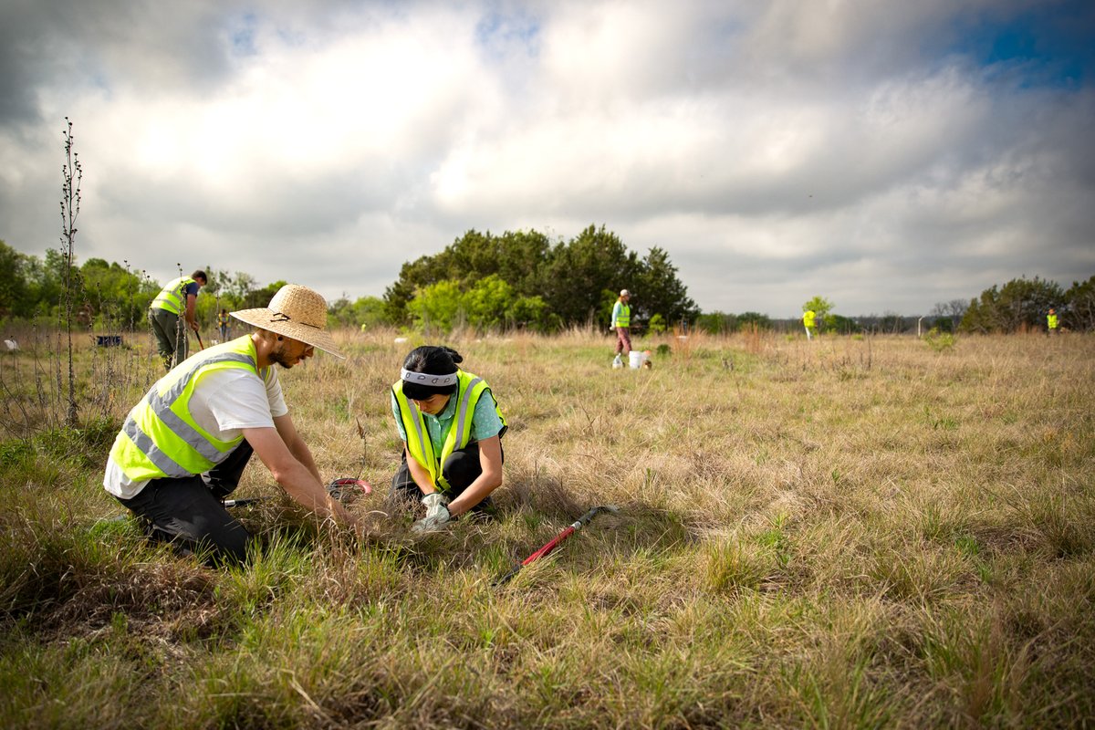 Volunteers digging up native plants for rescue.