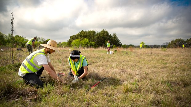 Volunteers digging up native plants for rescue.