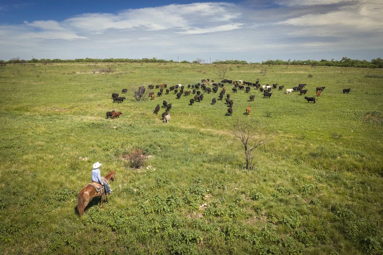 A cowboy on a horse in a prairie with cows.