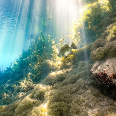 A fish swimming in the San Marcos River