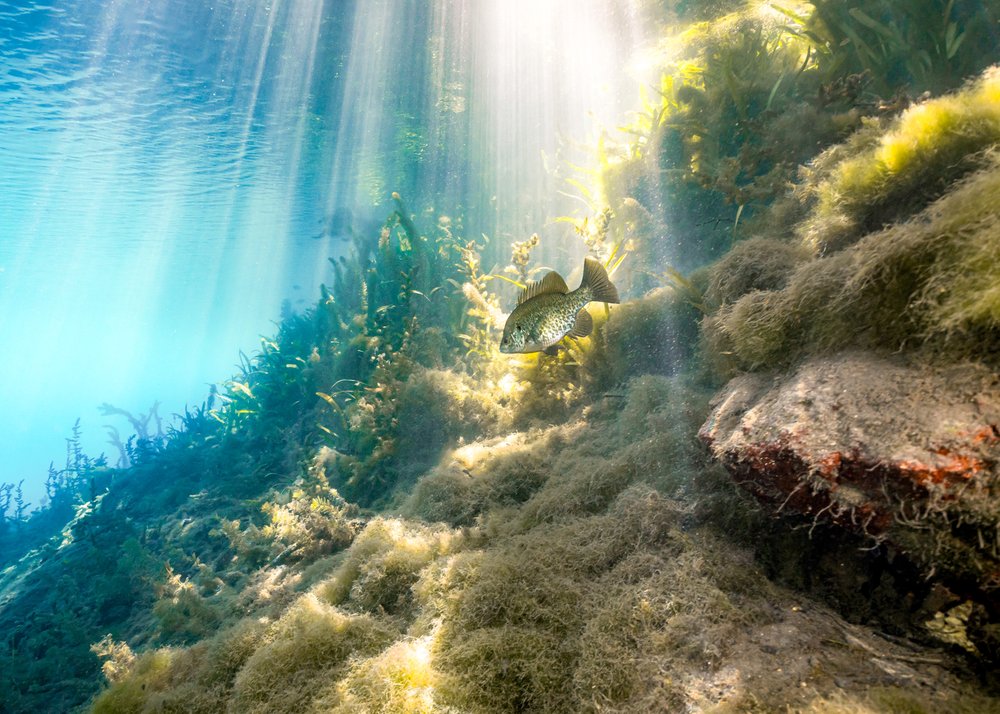 A fish swimming in the San Marcos River