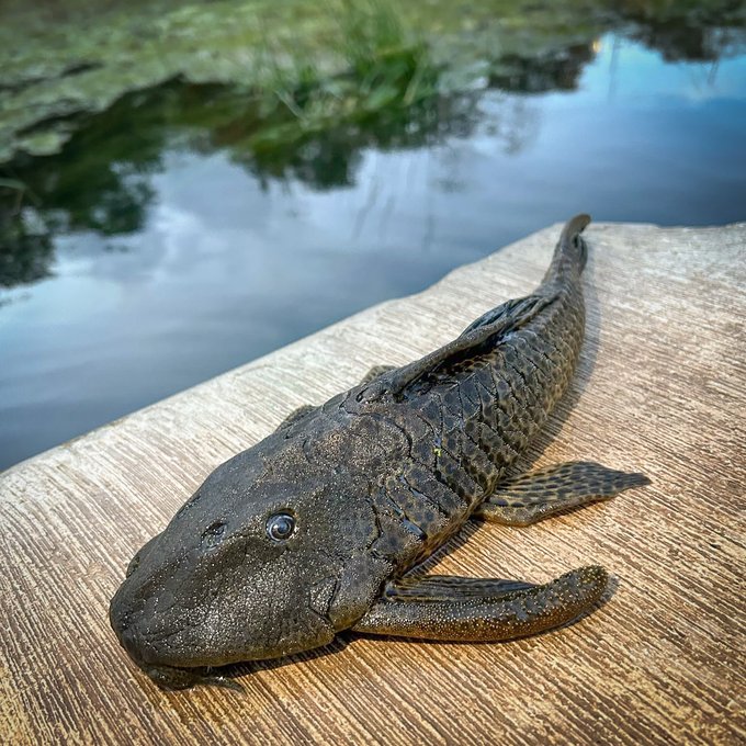 Plecos on a platform in the San Marcos River.