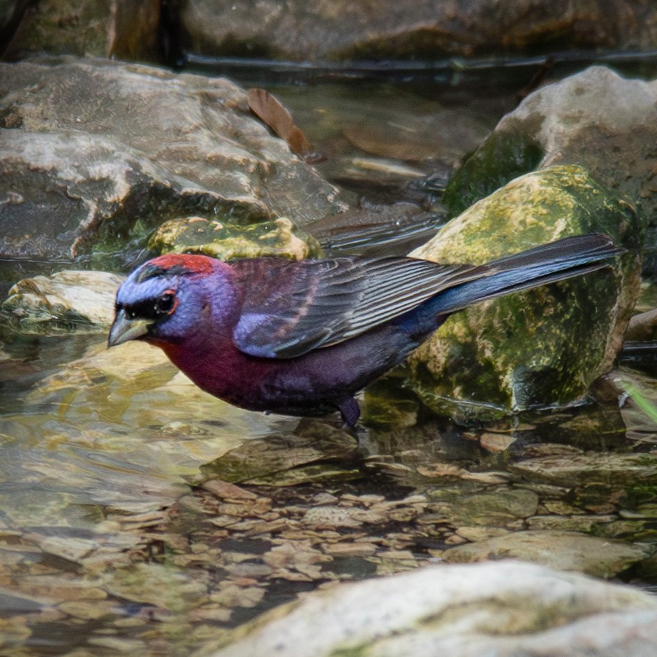 Varied Bunting at Kickapoo Cavern State Park birdblind