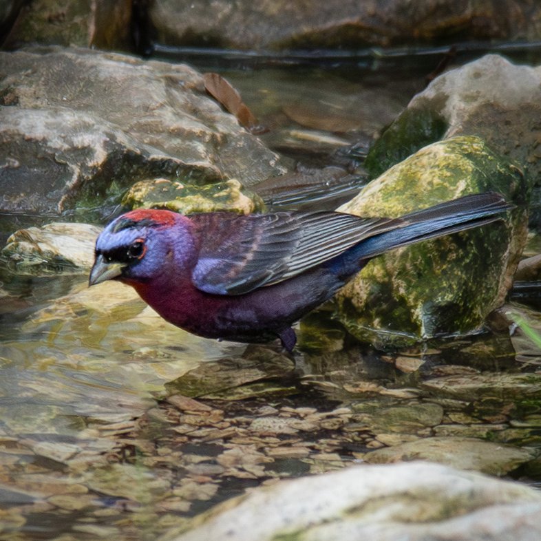 Varied Bunting at Kickapoo Cavern State Park birdblind
