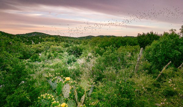 Bats flying over Kickapoo Cavern State Park