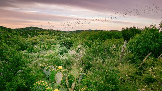 Bats flying over Kickapoo Cavern State Park