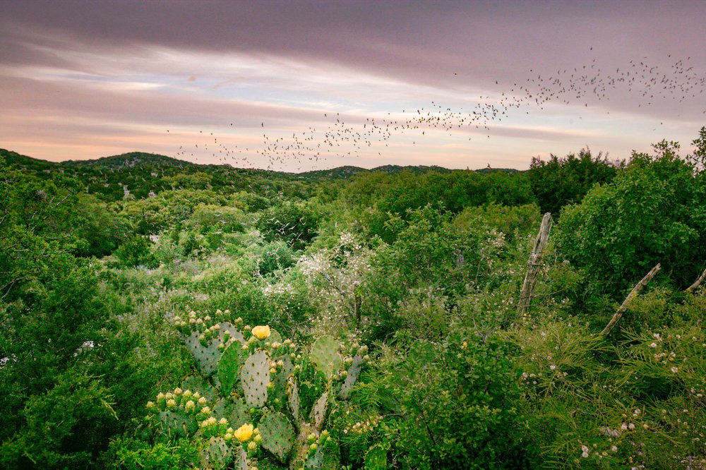 Bats flying over Kickapoo Cavern State Park
