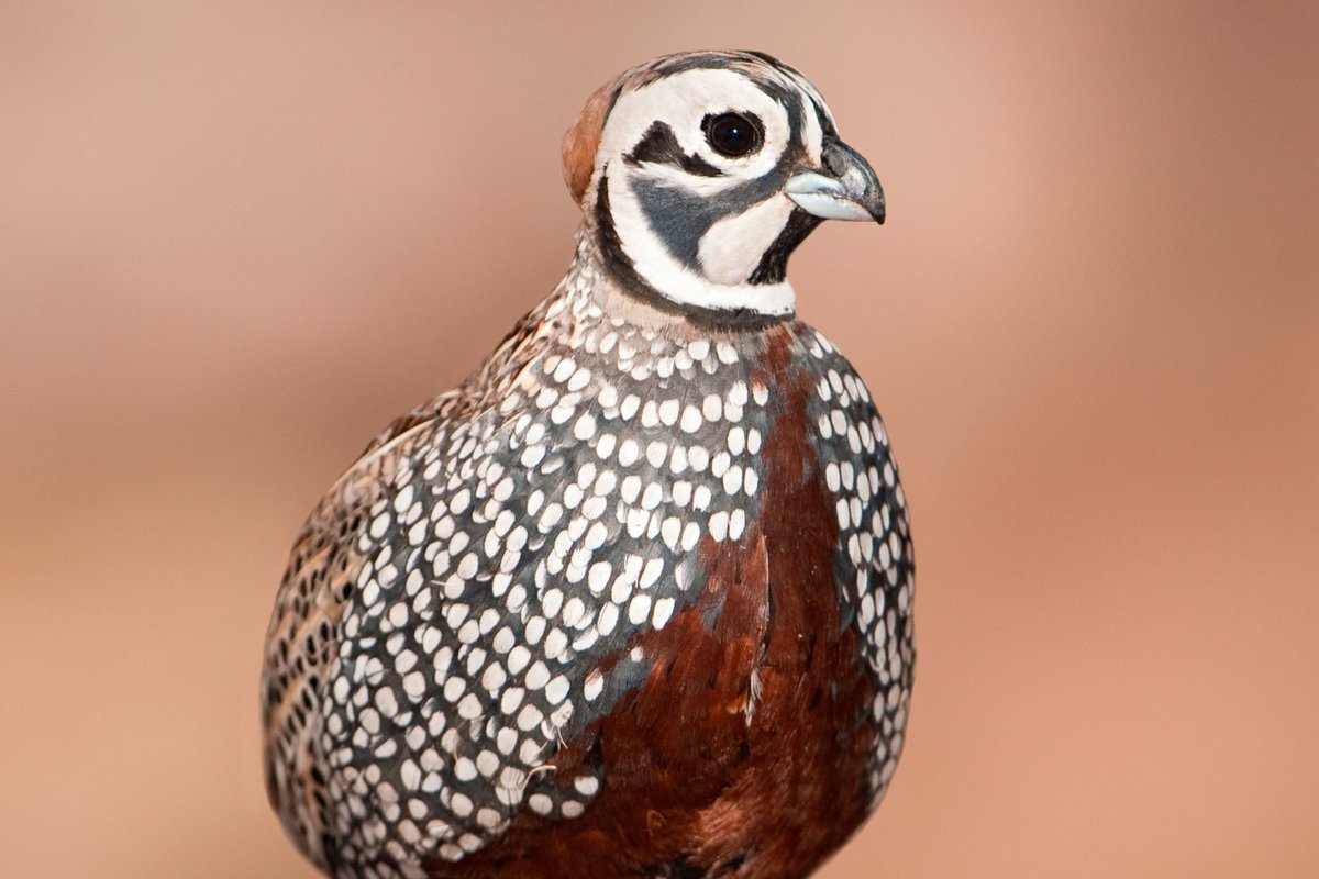 Montezuma Quail
