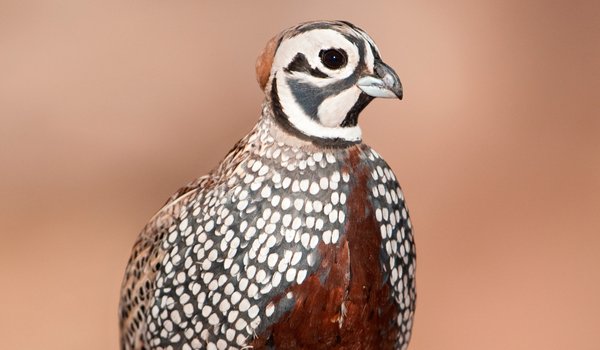 Montezuma Quail