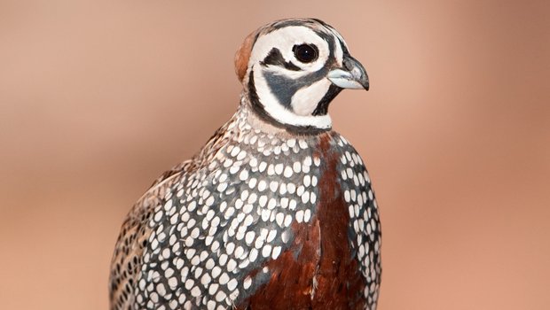 Montezuma Quail