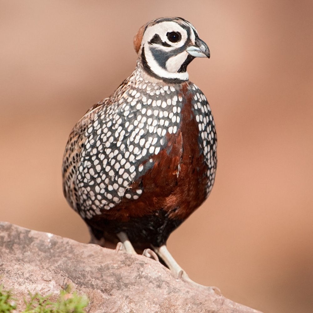 Montezuma Quail