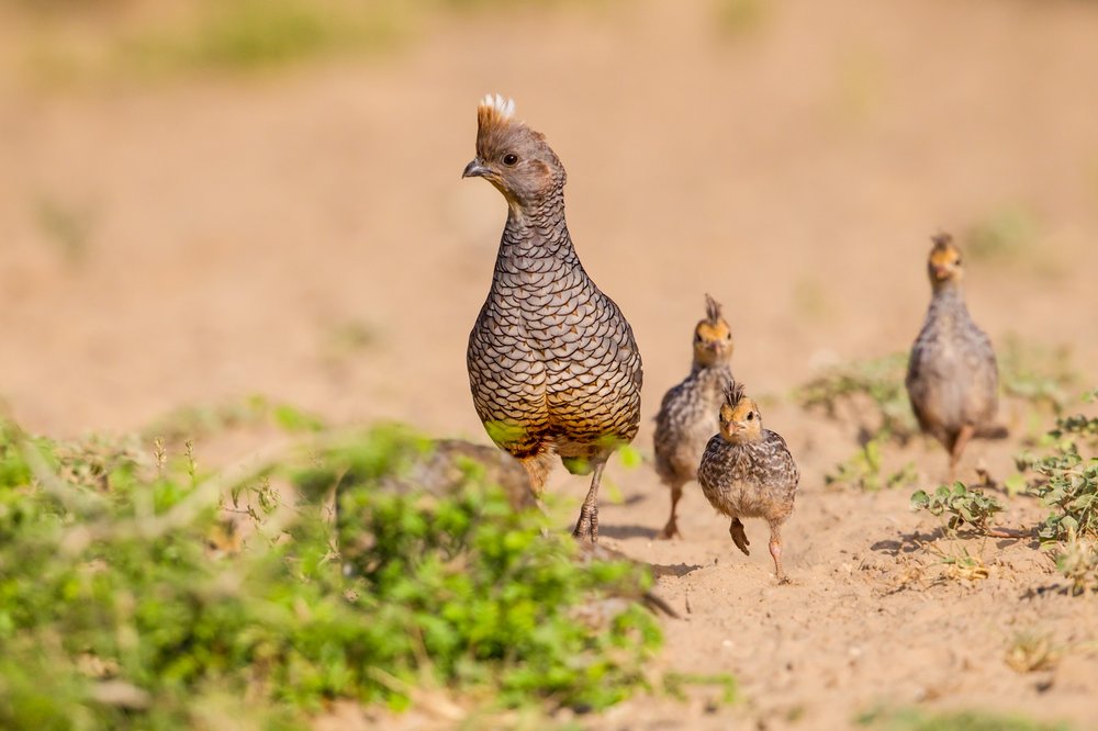 Chestnut-bellied Scaled quail