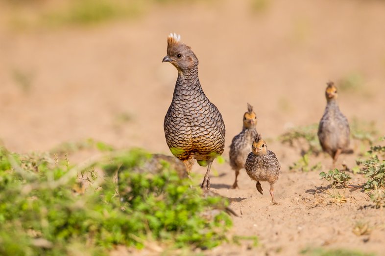 Chestnut-bellied Scaled quail