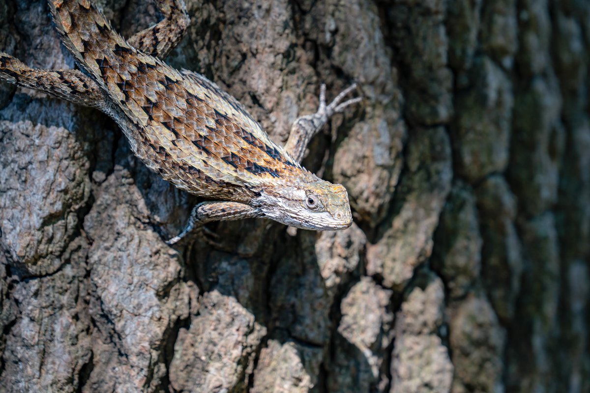 Texas Spiny Lizard on a tree trunk.