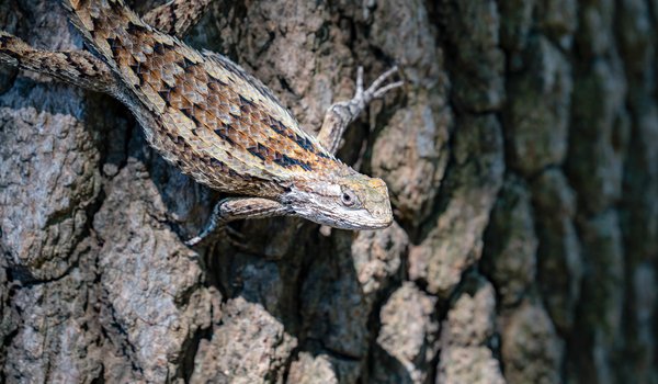 Texas Spiny Lizard on a tree trunk.